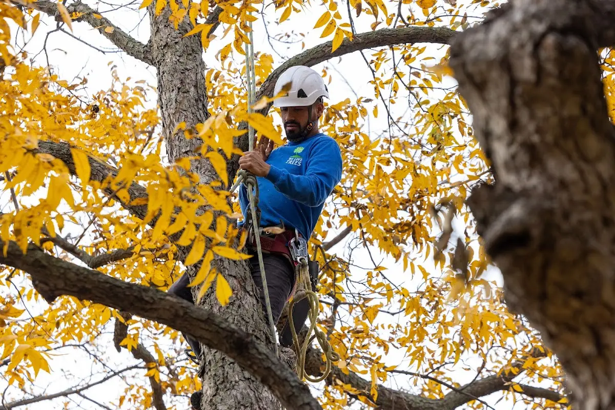 Skilled Tree Trimming crew working in Ray Brook